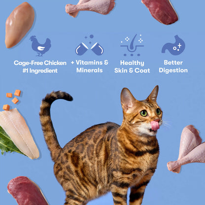 Cage-Free Chicken, Turkey, & Duck Dry Cat Food